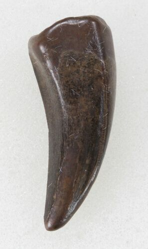 Small Theropod Tooth (Nanotyrannus?) - Montana #38273